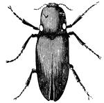 Beetles form a large group of insects that number over 300,000 species. They all have hard wings which meet in the center of the back forming a line.
