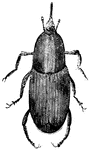 Beetles form a large group of insects that number over 300,000 species. They all have hard wings which meet in the center of the back forming a line.
