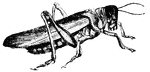 Locusts are in the grasshopper family, although they have shorter legs and antennae. They can be extensively destructive to crops.