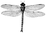 Dragonflies have four thin and transparent wings.