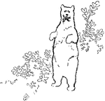 A bear standing.