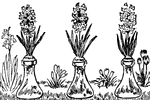 Three vases with flowers