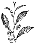 A tea plant.