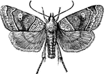 A moth of the Cosmia genus; found in all parts of the world.