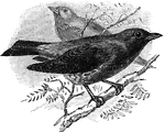 The popular name for manakin birds.