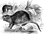 A rodent of South America. Its head is large and depressed, its neck short and stout, its limbs short, its tail long and round. Swims with great ease. Grows up to two and a half feet in length.