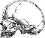 A human skull viewed from the left side.