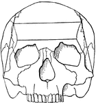A human skull viewed from the top.