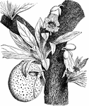 A tree of tropical America bearing a gourd like fruit. The hard shell of which is applied to many domestic uses and is often elaborately carved or painted.