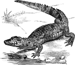 The Alligators and Crocodiles ClipArt gallery offers 28 illustrations of the order Crocodilia, which includes crocodiles, gavials, caimans, and alligators.