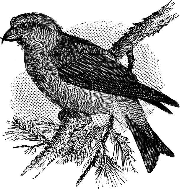 Red Crossbill | ClipArt ETC