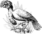 "The Umbrella Bird is a native of Peru. It is about the size of a crow, with deep black plumage; the head is adorned with a large spreading crest, which arises from a contractile skin, and capable of being erected at will; the shafts of the crest-feathers are white, and the plumes glossy blue, hair-like and curved outward at the tips. When the crest is laid back the shafts form a compact white mass, sloping up from the back of the head; when it is erected the shafts radiate on all sides from the top of the head, reaching in front beyond and below the beak, which is thus completely concealed from view. A long cylindrical plume hangs down from the middle of the neck; the feathers of the plume lap over each other like scales, and are bordered with metallic blue. Umbrella birds associate in small flocks, and live almost entirely upon fruits. Their cry, which resembles the lowing of a cow, is most frequently heard just before sunrise and after sunset."&mdash;(Charles Leonard-Stuart, 1911)