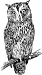 Owls can be found in all parts of the world, some as short as five inches long while others are as large as two feet.