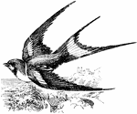 A member of the bird family Hirundinidae.