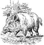 A scene from the story, <em>The Wild Boar That Chased Jack</em>.