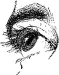 A sketch of the human eye.