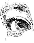 A sketch of the human eye.