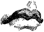 A sketch of the human mouth and chin.