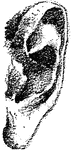 A sketch of the human ear.