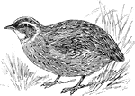 A genera of mid-sized birds in the Pheasant family.