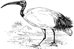 Ibises are a group of long-legged ading birds. They all have long downcurved bills, and usually feed as a group, probing mud for food items.