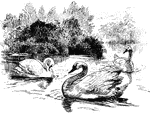 Swans are large water birds of the family Anatidae, which also includes geese and ducks.