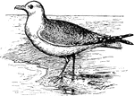 Gulls are in general medium to large birds, typically grey or white, often with black markings on the head or wings. They have stout, longish bills and webbed feet.