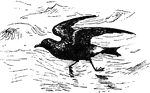 Petrels have a fossil record that extends back at least 60 million years, it is among the oldest bird groupings. They are characterised by a united nostrils with medium septum, and a long outer functional primary. It is dominant in the Southern Oceans, but not so in the Northern Hemisphere.
