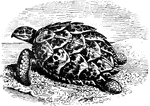 The Hawksbill turtle is a sea turtle with many distinguishing characteristics. It has a beak like mouth, a V-shaped lower jaw and flippers with two claws on each.