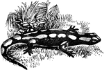 The Spotted Salamander is a mole salamander common in the eastern United States.
