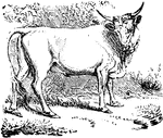 A Wild Scottish Ox.