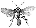 Wasps are in the Order Hymenoptera. They are carnivorous and only the female stings to paralyze its prey.