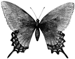Butterflies may Usually be distinguished by the vertical position of their wings when they are at rest, and by their having the antennae slender and club-shaped at the end.