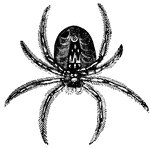 A Spider's spinning apparatus is peculiar. A reservoir inside contains gummy matter from which silk is made. It dries as fast as it is drawn out (Hooker, 1882).