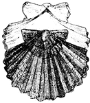 Scallops are distinguished by the regular ribs of the shell, and by the two angular projections that widen the sides of the hinge.