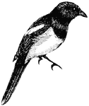 A bird of the crow family, closely related to the jays but distinguished by having a much longer and graduated tail.