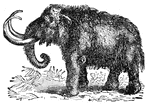 The mammoth was a very large elephant-like animal now extinct.