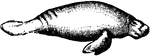 the manatee, an aquatic mammal, is found along both shores of the Atlantic in tropical regions and in the large rivers.
