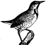 A member of the blackbird family, close kin to the orioles and blackbirds.