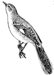 Mockingbird, a singing bird of the thrush family closely related to the catbird.