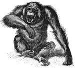 "Monkey, a word loosely applied to apes, baboons, Old and New World monkeys, marmosets and lemurs."&mdash; Beach, 1909