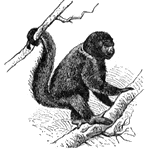 Monkey, a word loosely applied to apes, baboons, Old and New World monkeys, marmosets and lemurs.