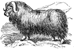 Musk Ox or Musk Sheep, an animal combining characteristics of the ox and sheep; in size and shape resembling ox, in habit the sheep.