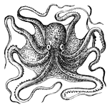 Octopus, a mollusk related to the squid. It has eight arms with suckers, arranged around a central soft, baggy body.