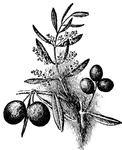 Olive has been cultivated from the earliest times chiefly for its oil, which is obtained from the fruit by pressure.