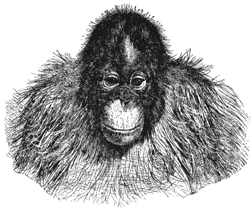 Orangutan