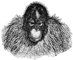 Orangutan