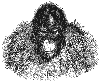 Orangutan