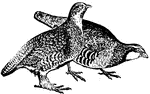 Partridge, a game bird belonging to the grouse family.