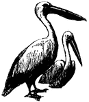 Pelican, a water bird with webbed feet and a long bill having a pouch on the under surface. The upper part of the bill hooks over the lower.